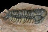 Uncommon Crotalocephalus Trilobite - Atchana, Morocco #171516-2